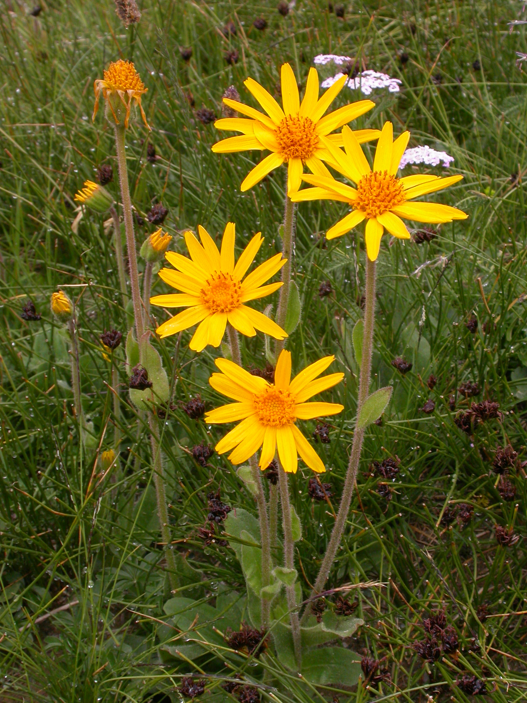 Arnica Montana Seeds (Leopard's Bane / Mountain Tobacco) - Click Image to Close