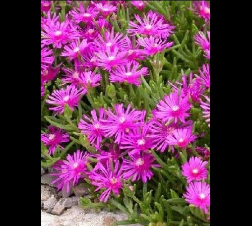 Ice Plant Seeds (Delosperma Cooperi) Pink Carpet - Click Image to Close