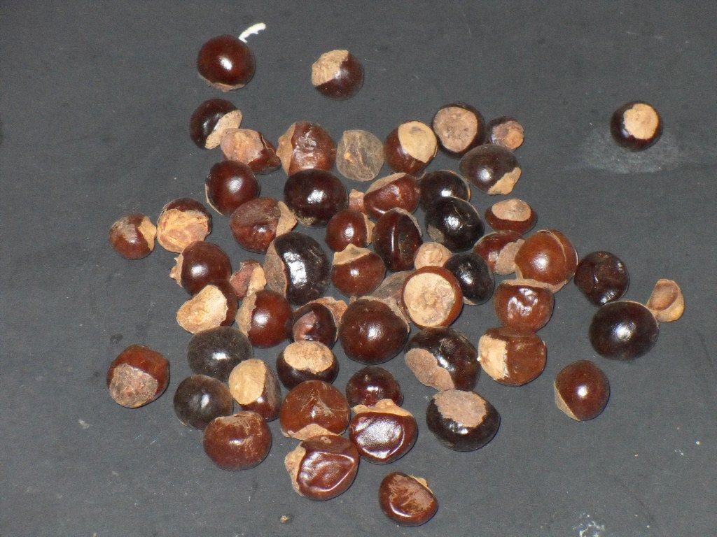Whole Guarana Seeds (Paullinia Cupana) Seed - Click Image to Close