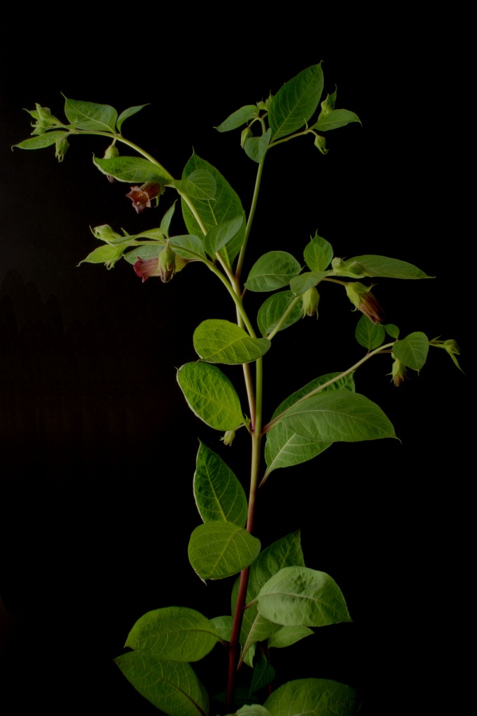Atropa Belladonna Deadly Nightshade Seeds - Click Image to Close