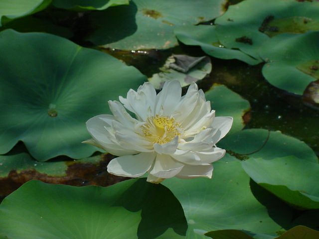 1 Nelumbo Nucifera (White Lotus) Lily Pad Seed - Click Image to Close