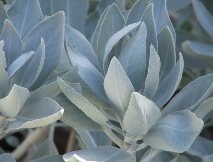 Salvia Apiana White / Desert / Sacred Sage seeds - Click Image to Close