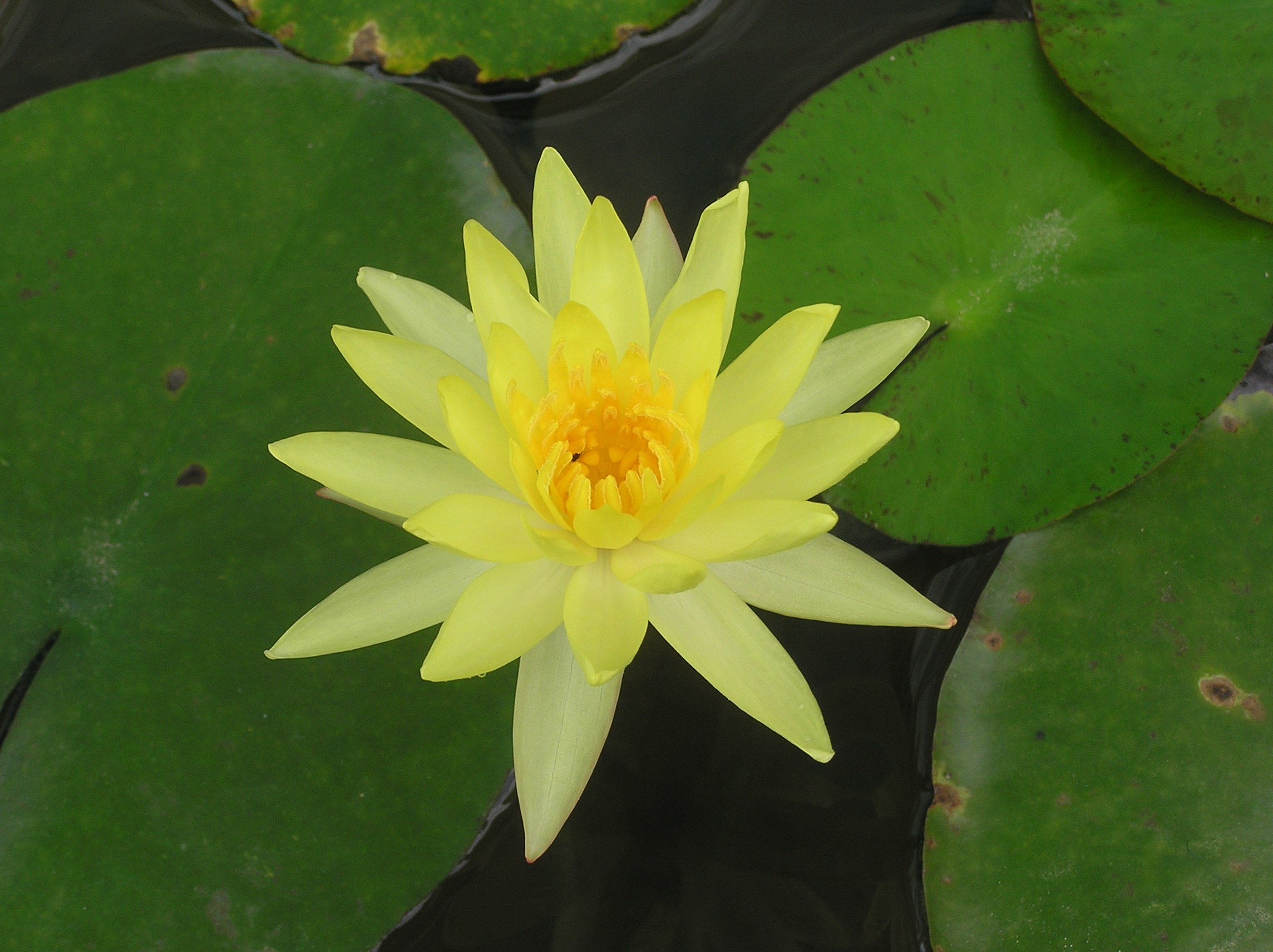 1 Nelumbo Nucifera (Yellow Lotus) Lily Pad Seed - Click Image to Close