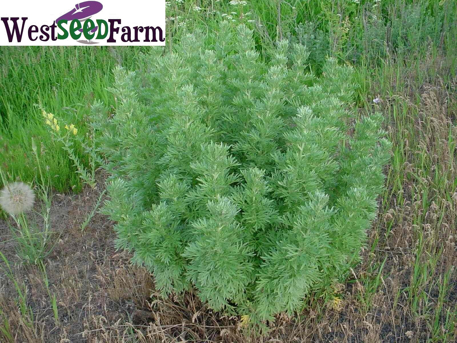 Absinthe Seeds (Artemisia Absinthium) Wormwood - Click Image to Close