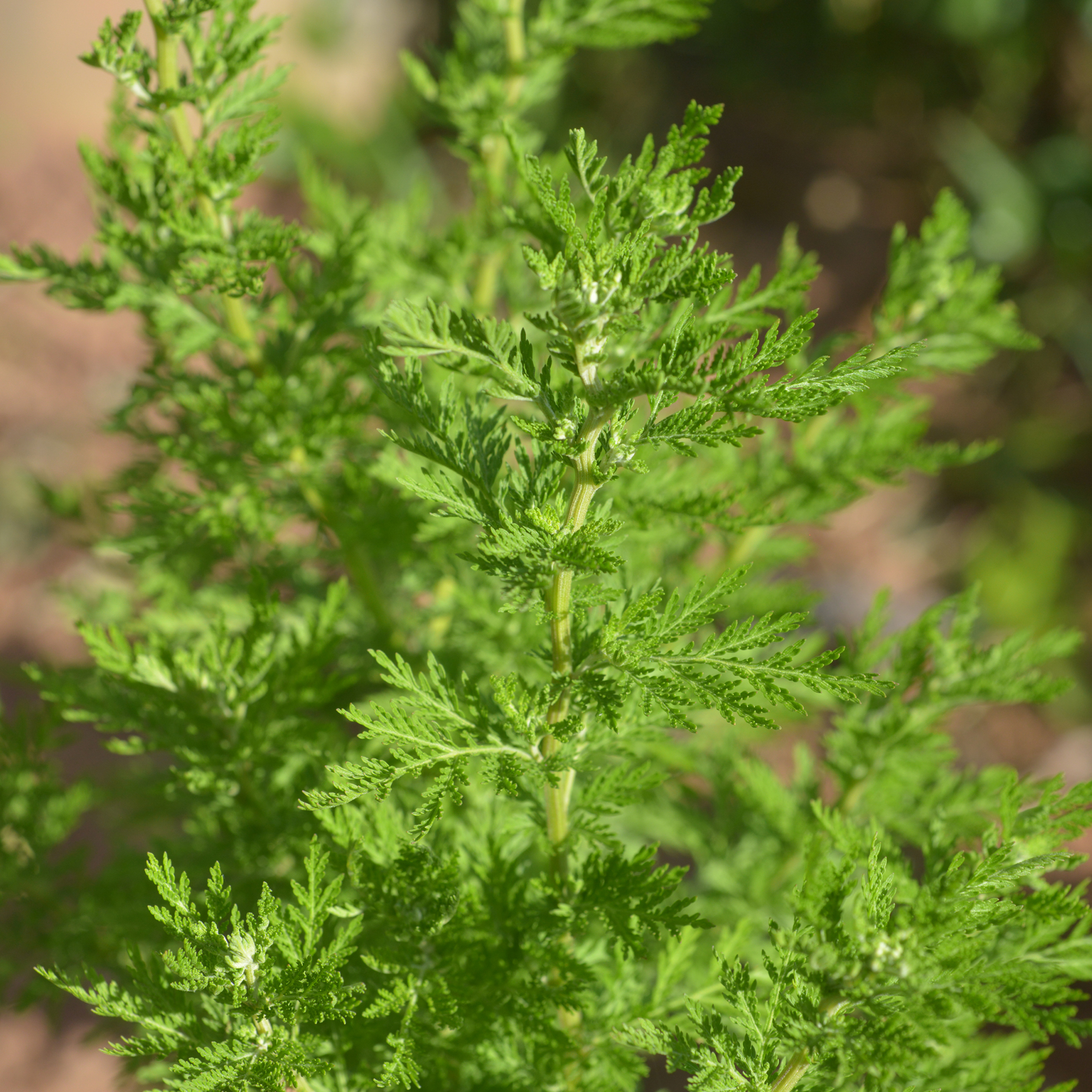 Artemisia Annua Seeds (Sweet Annie) Sagewort, Sweet Wormwood - Click Image to Close