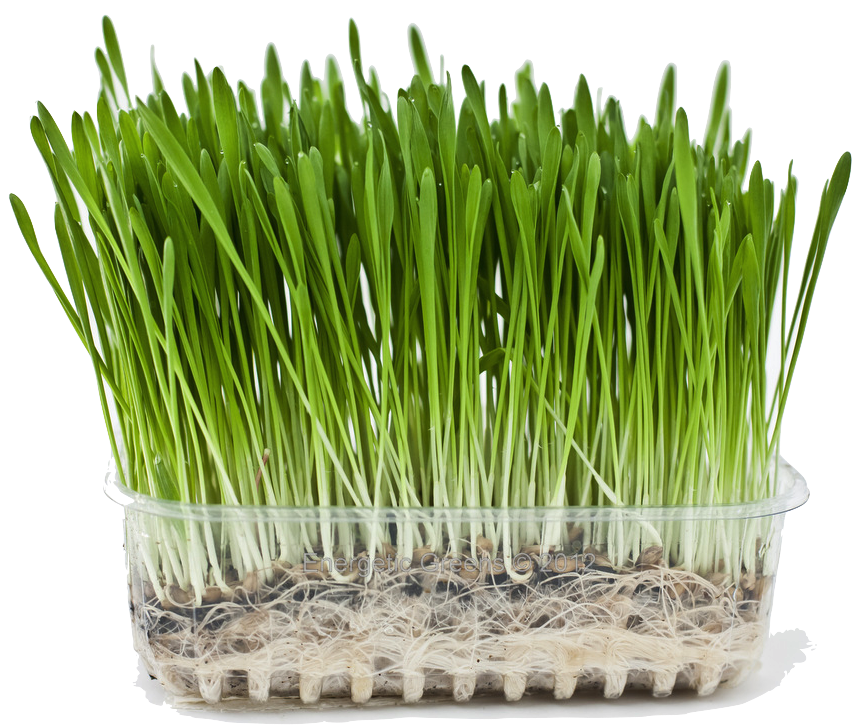 2000 Barley Seeds ~ Organic Grass ~ High Alkaline Line ~ Reduce - Click Image to Close