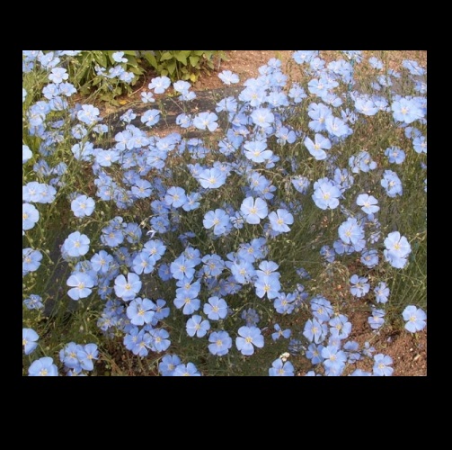 Blue Flax Seeds (Linum Linacaea Flower) Linseed - Click Image to Close
