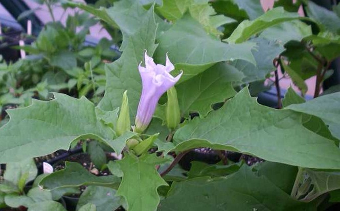 Datura Stramonium lilac Le Fleur (Jimson Weed) Seeds - Click Image to Close