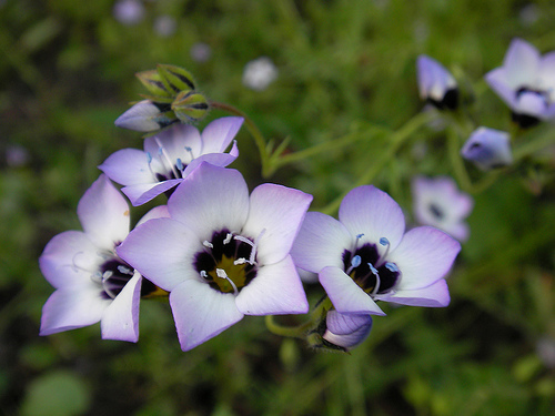 Bird's Eye Gilia Tricolor Seeds (Lavender, Pink, White Petals) - Click Image to Close
