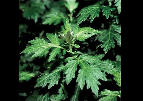 Artemisia Vulgaris Seeds (Mugwort) Common Wormwood - Click Image to Close