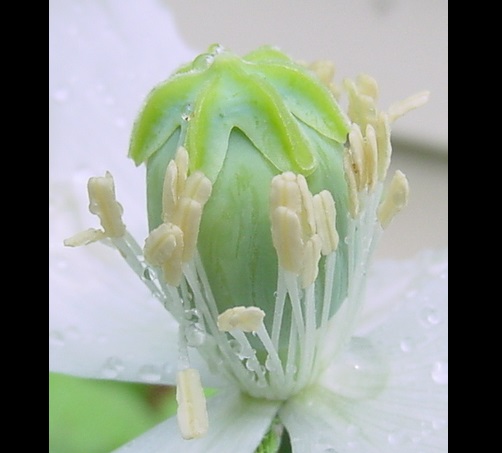 Persian White Strain Poppy Papaver Somniferum Seeds - Click Image to Close