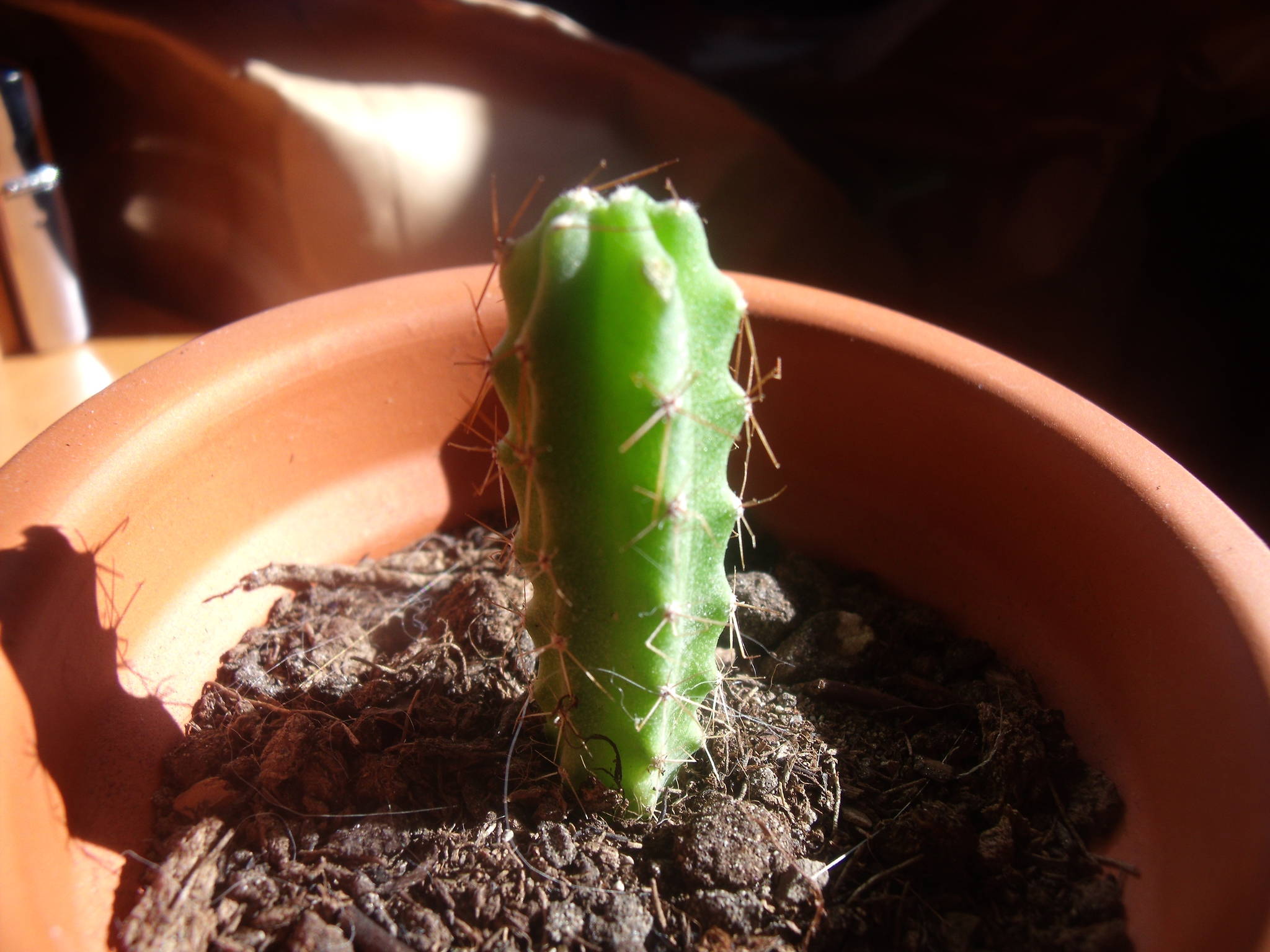 Trichocereus Bridgesii Cactus Seeds (San Pedro) - Click Image to Close